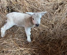 Pet Lamb