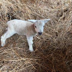 Pet Lamb
