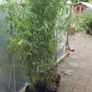 Bamboos plants Delivery available Image 7