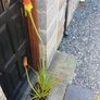 Red Hot Poker Image 3