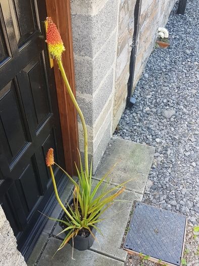 Red Hot Poker