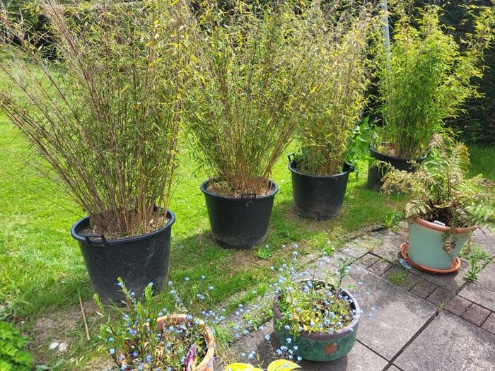 plants