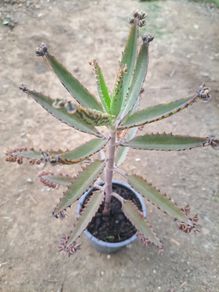 Mother of thousands