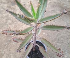 Mother of thousands