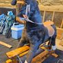 Rocking Horse Image 7
