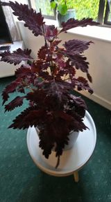 large indoor plant and pot