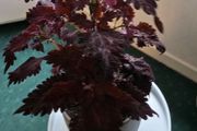 large indoor plant and pot