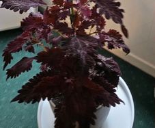 large indoor plant and pot