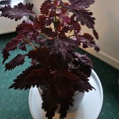 large indoor plant and pot