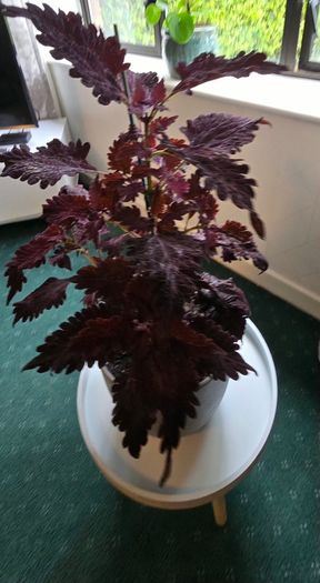large indoor plant and pot