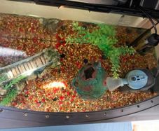 Fish Tank Accessories