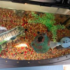 Fish Tank Accessories