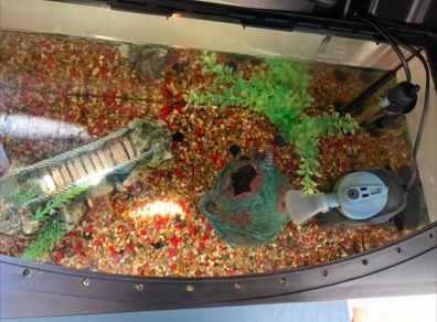 Fish Tank Accessories