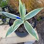 Agave americana Variegata (Variegated Century Plant) Image 3