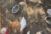 chickens