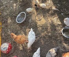 chickens