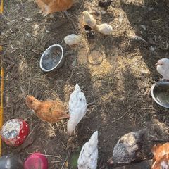 chickens