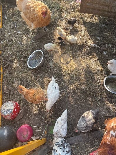 chickens