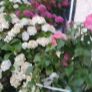 Hortensia Image 8