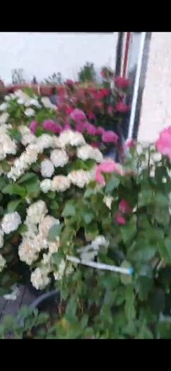 garden plants