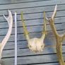 dear antler Image 3