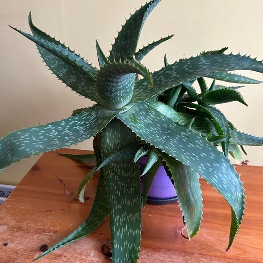 House plants