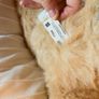 Rare FurReal Friends Biscuit interactive puppy Image 6