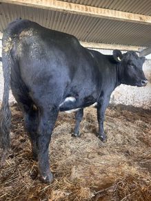 Angus 1st calf heifer