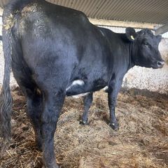 Angus 1st calf heifer