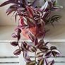 Trailing House Plants. Image 6