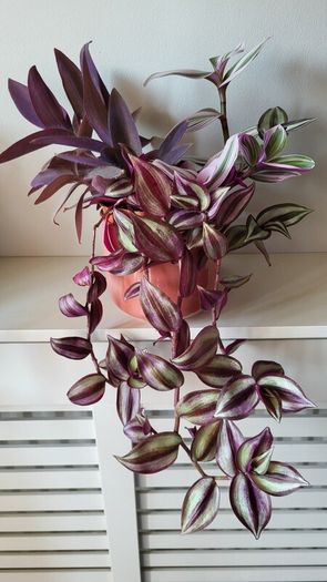 Trailing House Plants.