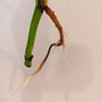 Monstera Burle Marx Flame rooting Image 10