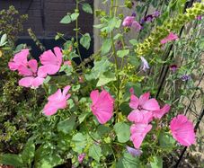 Mallow plant