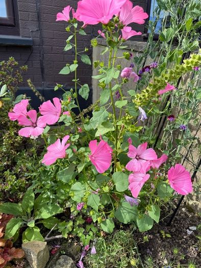 Mallow plant