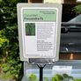 Cucumber Plants (4 different varieties for greenhouses, polytunnels, outdoors, pots, containers) Image 5