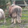 Herwick ram and 4 ewes for sale Image 3