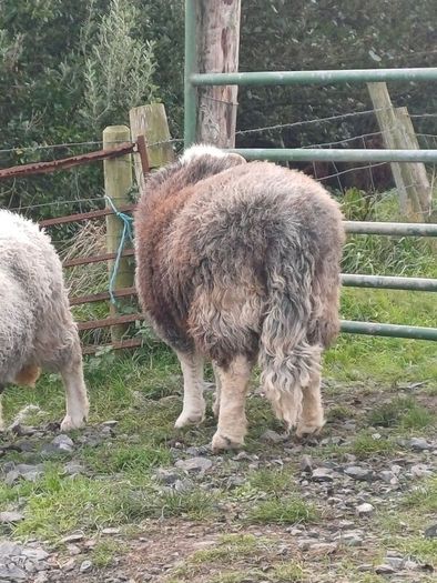 Herwick ram and 4 ewes for sale
