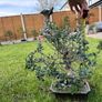 Bonsai - European Olive Image 3