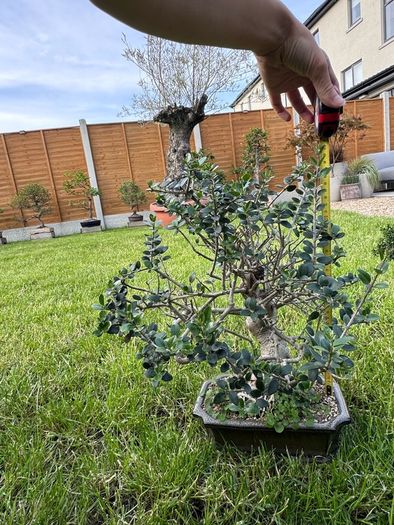 Bonsai - European Olive