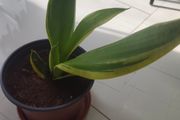 Snake plant