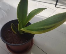 Snake plant