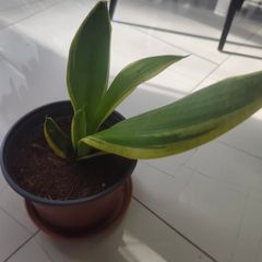 Snake plant