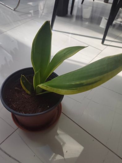 Snake plant