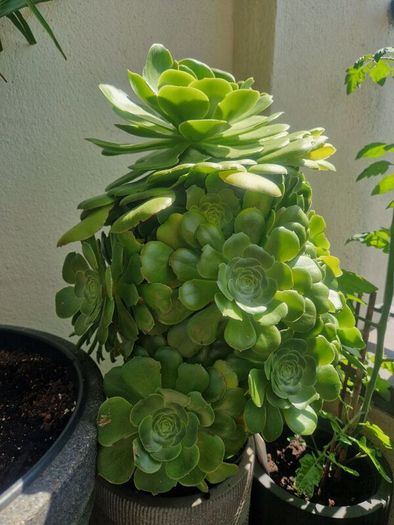 succulents bundle