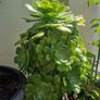 succulents Image 3