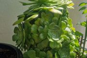 Aeonium succulent