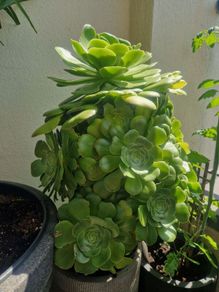 Aeonium succulent