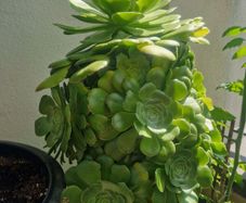 Aeonium succulent