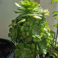 Aeonium succulent