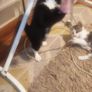 Kittens Image 3